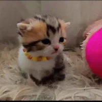 بچه گربه نر چینچیلا