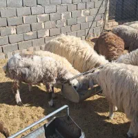 باسلام ۷ راس بره نر سبک وزن|حیوانات مزرعه|سده (خراسان جنوبی), |دیوار