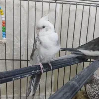 عروس هلندی دو کت آلبینو