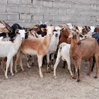 فروش بز کهره دار