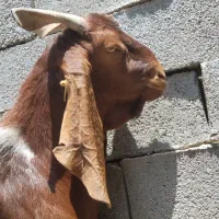 کهره چپش پاکستانی