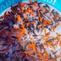 ماهی عید|ماهی|مشگین شهر, |دیوار