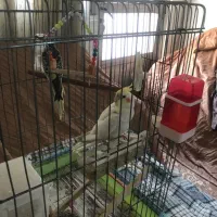 عروس هلندی|پرنده|تهران, شهرک امام خمینی|دیوار