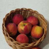 آموزش سبد بافی|خدمات آموزشی|تهران, خزانه|دیوار