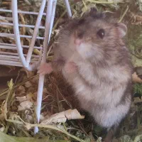 همستر|موش و خرگوش|کرج, گوهردشت|دیوار