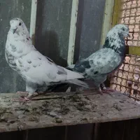 کبوتر گرگی|پرنده|اصفهان, منتظرالمهدی|دیوار