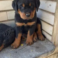 فروش توله سگ سه ماهه روتوایلر بسیار اصیل شجره دار