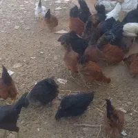 فروش مرغ و خروس|حیوانات مزرعه|سلامی, |دیوار