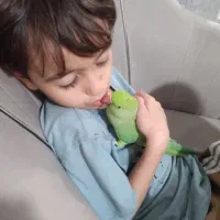 ملنگو ،دستی و چلوندی