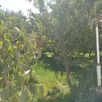 باغ سنددار شاهنامه۳۶