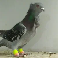 جفت ماده فری درجه یک ((کامل بخونید))