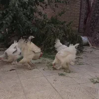 مرغ وخروس