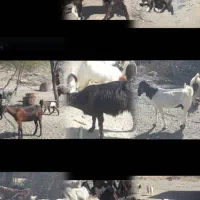 فروش بز، کهره و نریگ چاق و سرحال