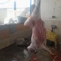 گوسفند زنده جهت قربانی