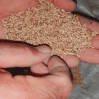 گندم بذری|گل و گیاه طبیعی|تاتار علیا, |دیوار