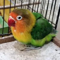 یک جفت طوطی برزیلی