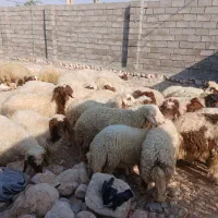 بره‌نر