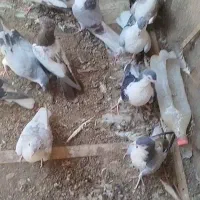 قیمت رو ببین|پرنده|تهران, فاطمی|دیوار