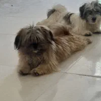 اشپیز تریر|سگ|شیراز, دباغ خانه|دیوار