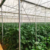 برق گلخانه و مرغداری|خدمات پیشه و مهارت|شیراز, شهرک صنعتی|دیوار