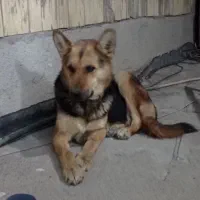 سگ ژرمن شپرد|سگ|سراب, |دیوار