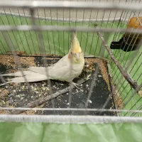 عروس هلندی گل باقالی نروماده سالم|پرنده|تهران, شهرک فردوس (حسینی)|دیوار