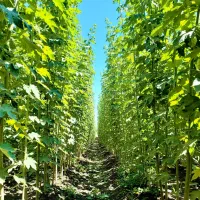 سرمایه‌گذاری در صنوبر، کلید رسیدن به سود میلیاردی|خدمات باغبانی و درختکاری|مریوان, |دیوار