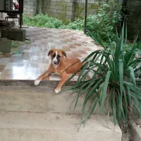 سگ گم شده|حیوانات|رضوانشهر, |دیوار