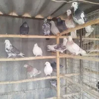 کبوتر|پرنده|کوهدشت, |دیوار