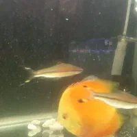 دیسکس|ماهی|کرمانشاه, |دیوار