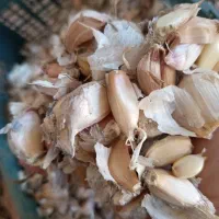 بذر سیر محلی هزار جریب|خوردنی و آشامیدنی|رستمکلا, |دیوار