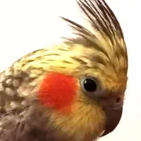 گم شدن عروس هلندی مرواریدی|حیوانات|بهشهر, |دیوار