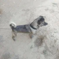 سگ پا کوتا|سگ|چناران, |دیوار