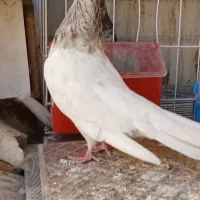 کله ابر کلاهی|پرنده|جیرفت, |دیوار