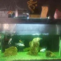 آکواریوم شیشه خم با  ماهی و تمام وسایلش