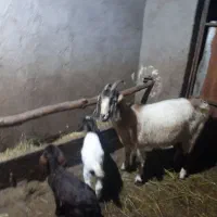 بز دامازدیخ شکم دوم