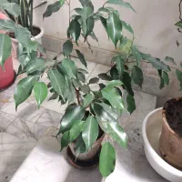 حراج تعدادی گل طبیعی|حراج|کرج, شهرک امام رضا (ع)|دیوار