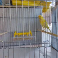 قناری|پرنده|خوی, |دیوار