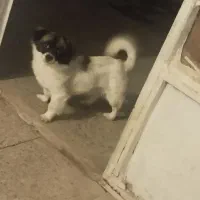 سگ شیتزو تریر