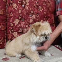 فروش سگ پا کوتاه