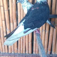 ماده افشان رنگی