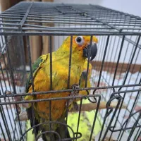 طوطی خورشیدی