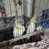 عروس هلندی