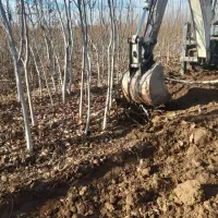 نهال تظمینی گردو|خدمات باغبانی و درختکاری|مشهد, انقلاب|دیوار