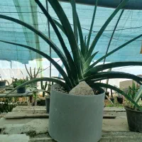 گلهای اپارتمانی