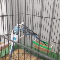 مرغ عشق باقفس