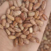 حبوبات لوبیا چیتی عدس ولپه قیمت مناسب|خوردنی و آشامیدنی|اهواز, نادری|دیوار