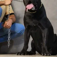 کن کورسو سگ گارد فرمان پذیر توله های گرید یک|سگ|تهران, سازمان برنامه جنوبی|دیوار