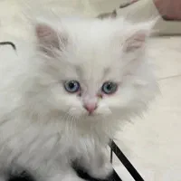 واگذاری بچه گربه ۲ ماهه