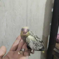 جوجه عروس هلندی رام دستی سرلاکی|پرنده|شریف‌آباد, |دیوار